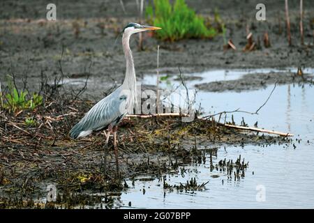 Der große Blaureiher posiert auf dem Rand eines Teichs Stockfoto