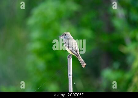 Großer ausgeruhter Fliegenfänger auf einem Schilf Stockfoto