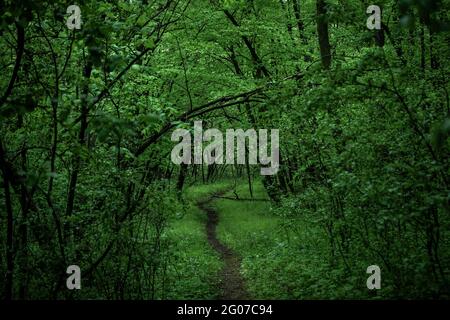 Grüner Weg im Frühling, Birch Coulee Battlefield, Minnesota, USA Stockfoto