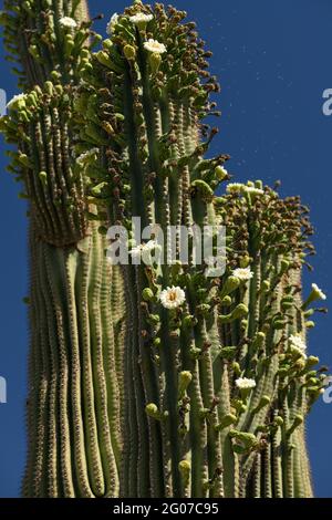 Insekten strömen im Mai zu einer beispiellosen Anzahl von „nebenblüten“ auf dem saguaro-Kaktus, ihrer typischen Frühjahrsblühsaison, Sonoran Desert, Tucson, Stockfoto