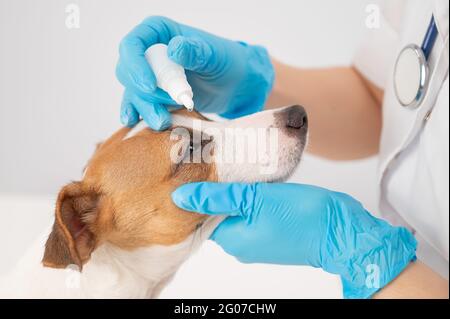 Weibliche Tierärztin tropft ins Auge, um russell Terrier Hund auf weißem Hintergrund Jack. Stockfoto