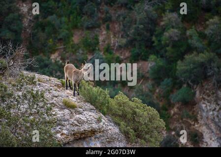 Iberische Steinböcke (Capra pyrenaica) auf den Felsen des Montserrat (Barcelona, Katalonien, Spanien) ESP: Cabra montés en las rocas de Montserrat Stockfoto