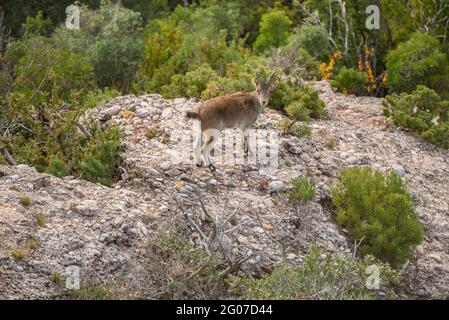 Iberische Steinböcke (Capra pyrenaica) auf den Felsen des Montserrat (Barcelona, Katalonien, Spanien) ESP: Cabra montés en las rocas de Montserrat Stockfoto