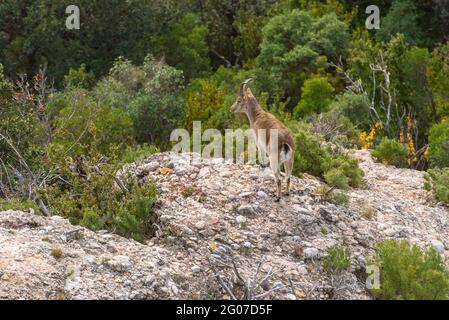 Iberische Steinböcke (Capra pyrenaica) auf den Felsen des Montserrat (Barcelona, Katalonien, Spanien) ESP: Cabra montés en las rocas de Montserrat Stockfoto