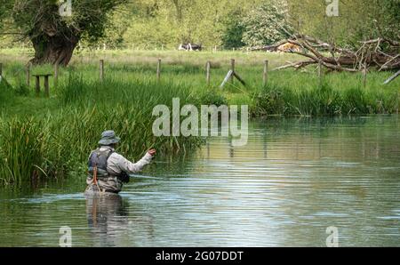 Ein Mann in Brustwarze steht im Fluss Avon, Wiltshire Fliegenfischen für Bachforelle Stockfoto