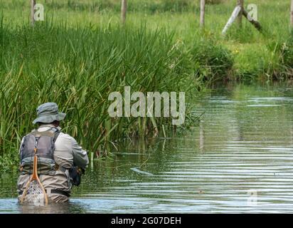 Ein Mann in Brustwarze steht im Fluss Avon, Wiltshire Fliegenfischen für Bachforelle Stockfoto