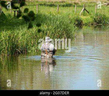 Ein Mann in Brustwarze steht im Fluss Avon, Wiltshire Fliegenfischen für Bachforelle Stockfoto