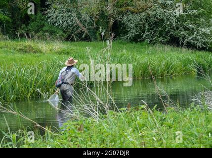 Ein Mann in Brustwarze steht im Fluss Avon, Wiltshire Fliegenfischen für Bachforelle Stockfoto