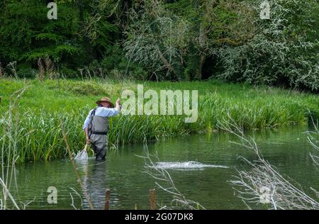 Ein Mann in Brustwarze steht im Fluss Avon, Wiltshire Fliegenfischen für Bachforelle Stockfoto