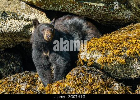 Schwarzbär sitzt bei Ebbe auf einer kleinen Insel im Broughton-Archipel, First Nations Territory, British Columbia, Kanada Stockfoto