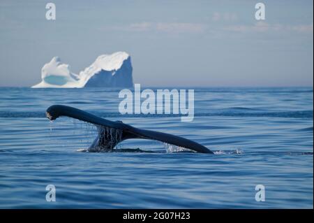 Buckelwal, Impressionen Novaeangliae, Iceberg, Kanada, Neufundland, Northern Peninsula Stockfoto