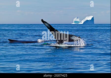 Buckelwal, Impressionen Novaeangliae, Iceberg, Kanada, Neufundland, Northern Peninsula Stockfoto
