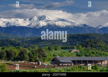 Blick vom Dorf Sant Bartomeu del Grau im Frühling, mit den Pyrenäen im Hintergrund (Barcelona, Katalonien, Spanien) Stockfoto