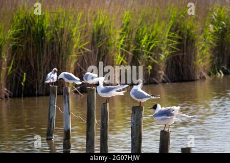 Schwarzkopfmöwen, die auf einem Zaun an einem See sitzen Stockfoto