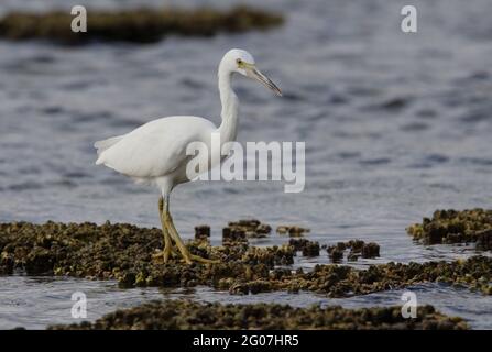 Eastern Reef-Reiher (Egretta sacra sacra), Erwachsene mit weißer Phase beim Spaziergang am Korallenriff Lady Eliot Island, Queensland, Australien Februar Stockfoto