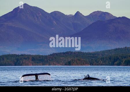 Buckelwal (Megaptera novaaeangliae), der seinen schwanzflosse hebt, bevor er an einem schönen späten Nachmittag, Blackfish Sound, in der Nähe, zu einem tieferen Tauchgang auftaucht Stockfoto