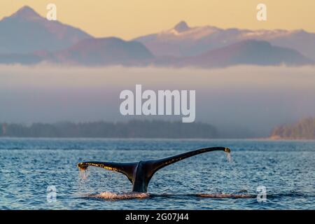 Buckelwal (Megaptera novaaeangliae), der seinen schwanzflosse hebt, bevor er an einem schönen späten Nachmittag zu einem tieferen Tauchgang in die BC Coastal Mountains geht, Stockfoto