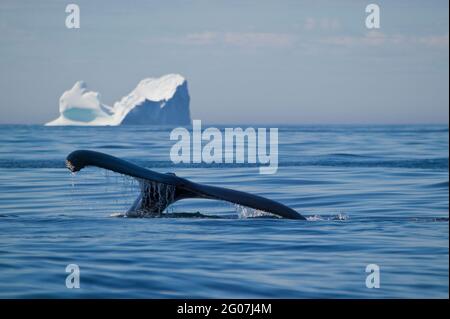 Buckelwal, Impressionen Novaeangliae, Iceberg, Kanada, Neufundland, Northern Peninsula Stockfoto
