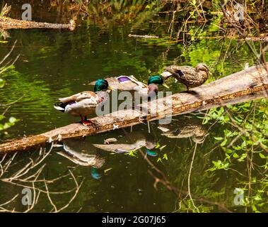 Mallard Ducks, zwei Männchen, ein Weibchen, sitzen auf einem Baumstamm im Feuchtgebiet. Bunt gefärbte Köpfe auf Männchen. Für Kalender geeignet. Stockfoto