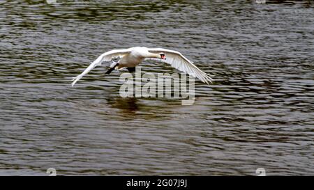 Niedrig fliegender Schwan über dem Fluss Severn bewdley Stockfoto