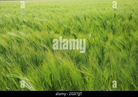 Vollbildansicht auf dem Feld mit jungem grünem Weichweizen (Triticum aestivum) Stockfoto
