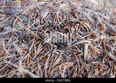 Im Freien Nahaufnahme einer orange-schwarzen Ameisenkolonie in ihrem Nest Stockfoto