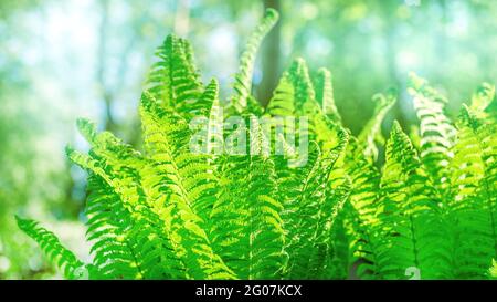 Leuchtend grüne Farnblätter mit selektivem Fokus auf grünen Wald. Natürliche Sommer Thema Hintergrund Stockfoto