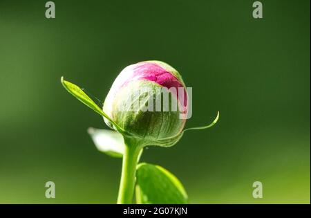 Eine Pfingstrose im Garten beginnt sich nach ein paar warmen Tagen zu öffnen, wenn der Frühling in den Sommer übergeht Stockfoto