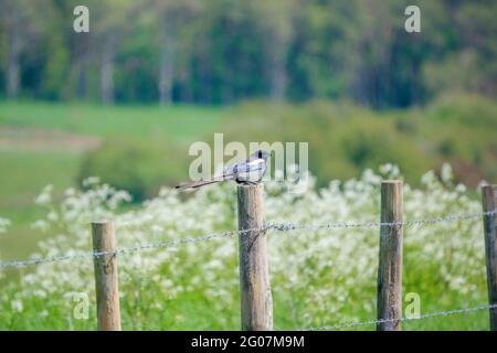 Eine Elster, die auf einem Zaunpfosten sitzt, mit einer Kuh im Hintergrund Stockfoto
