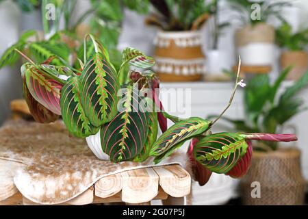 Tropische Zimmerpflanze „Maranta Leuconeura Fascinator“ mit Blättern mit exotischem roten Streifenmuster auf der Bank Stockfoto