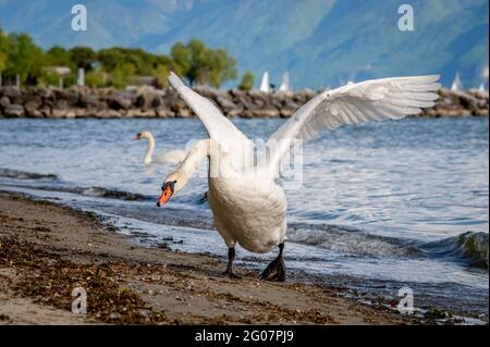 Ein stummer Schwan, der Flügel am Strand ausbreitet. Cygnus olor läuft in Angriffsposition. Lausanne, Schweiz. Stockfoto