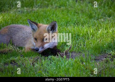 Ein junger Fuchs, der im Garten im Gras liegt. Stockfoto