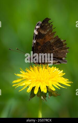 Tackiger Pfauenschmetterling auf einer Dosenblüte Stockfoto