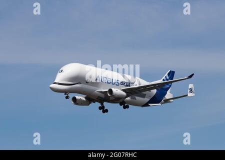 Hamburg, Deutschland - 01. Juni 2021: Airbus Beluga XL Nummer 3 landet im Airbus-Werk in Hamburg Finkenwerder vor dem blauen Himmel Stockfoto