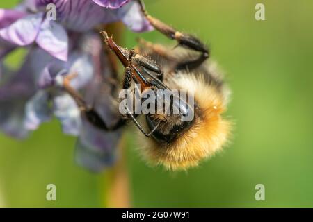 Makroaufnahme einer gemeinen Carderbiene (bombus pascuorum), die eine Buschvetch-Blume (vicia sepium) bestäubt Stockfoto
