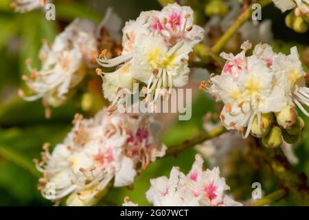 Makroaufnahme der Rosskastanie (aesculus hippocastanum) Blüte Stockfoto