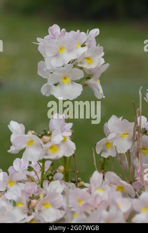 Nahaufnahme der wisley-Vanille-Nemesia-Blüten Stockfoto
