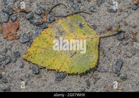 Ein helles, farbenfrohes Blatt, das auf dem mit Sand und Steinen bedeckten Pfad liegt und einen Schatten vom sonnigen Tag im späten Frühling wirft Stockfoto