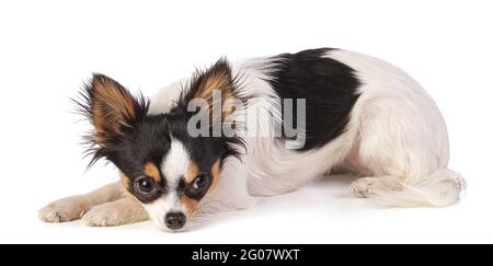 chihuahua liegend, Kopf auf Beinen auf weißem Hintergrund Stockfoto