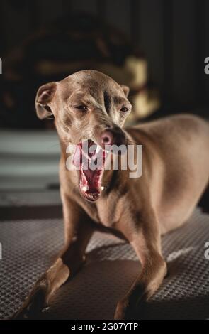 Italienischer Windhundhund, der im Bett ruht. Isabela-Farbe Stockfoto