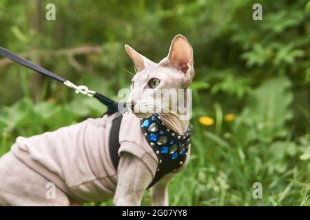 Schöne peterbald Katze geht an der Leine im Freien auf einem unscharfen natürlichen Hintergrund Stockfoto