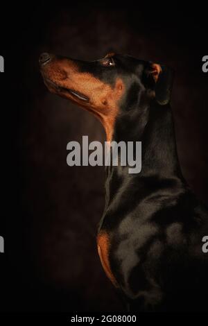 Schöner Doberman, der über dunklen Hintergrund hinweg blickt Stockfoto