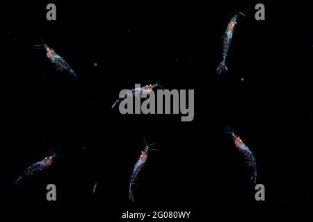 Erstaunlicher transparenter antarktischer Krill mit roten Flecken unter dem Dunst Kaltes Meerwasser auf schwarzem Hintergrund Stockfoto