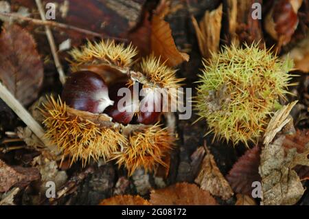 FRANKREICH, BAS-RHIN (67), HAGUENAU, KASTANIE, HAGUENAU-WALD Stockfoto