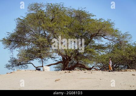 Nicht erkennbare weibliche Reisende bewundern erstaunliche hohen Alter Baum des Lebens In der arabischen Wüste in Bahrain angebaut Stockfoto