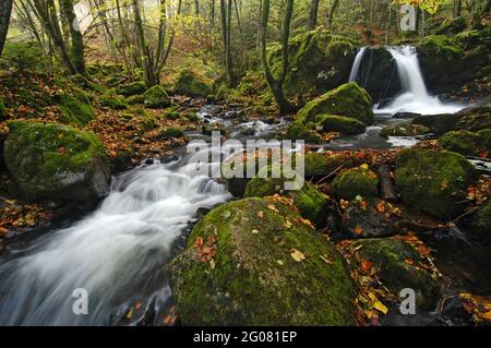 FRANKREICH, HAUT-RHIN (68), SEWEN, WASSERFALL UND FLUSS SEEBACH, NATURPARK BALLONS DES VOSGES Stockfoto