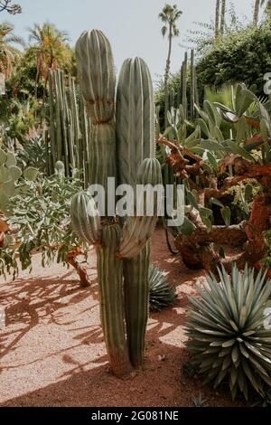 Schöne Vegetation im Majorelle Garten in Marrakesch, Marokko Stockfoto