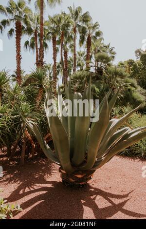 Schöne Vegetation im Majorelle Garten in Marrakesch, Marokko Stockfoto