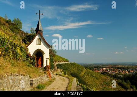 FRANKREICH, HAUT-RHIN (68), THANN, ST. STÄDTISCHE KAPELLE (PATRON DER WINZER), RANGEN WEINBERG Stockfoto