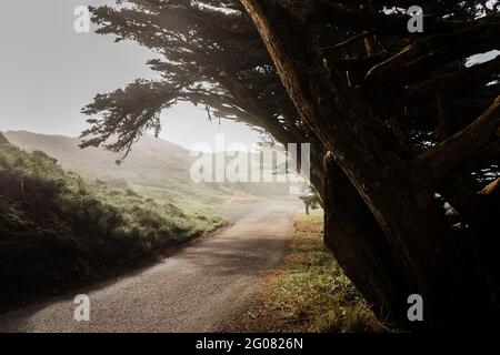 Perspektivische Ansicht der leeren Straße im Point Reyes State Park Mit wachsendem Wind wehten Bäume an der Seite im Nebel Stockfoto